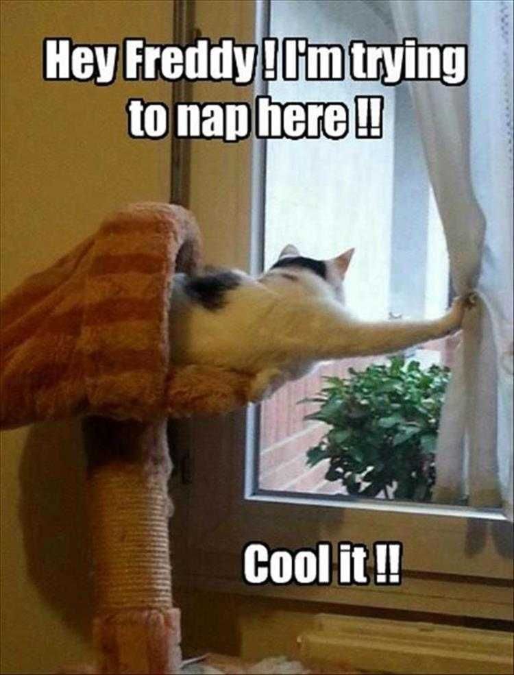 Hilarious Animal Memes Clean Be Quiet