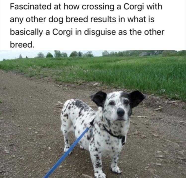 Hilarious Animal Memes Clean Corgi Rules