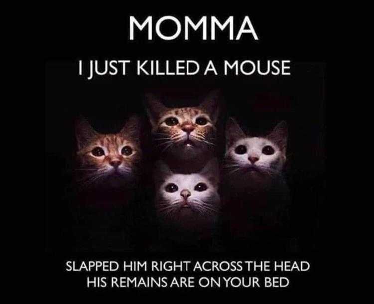Cute Animal Memes Funny Af