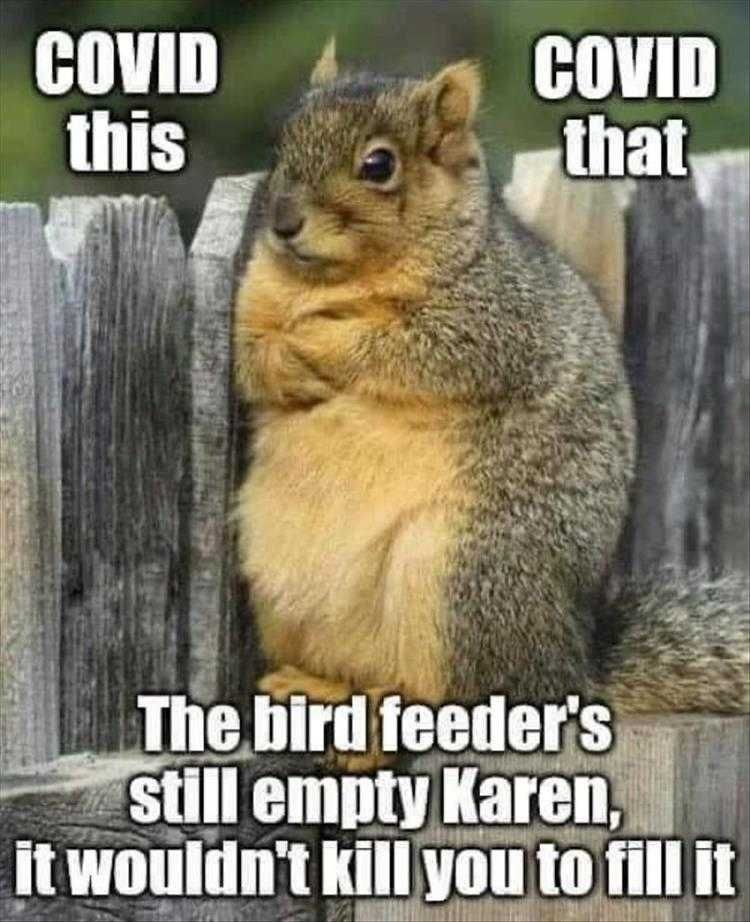 Animal Memes With Attitude
