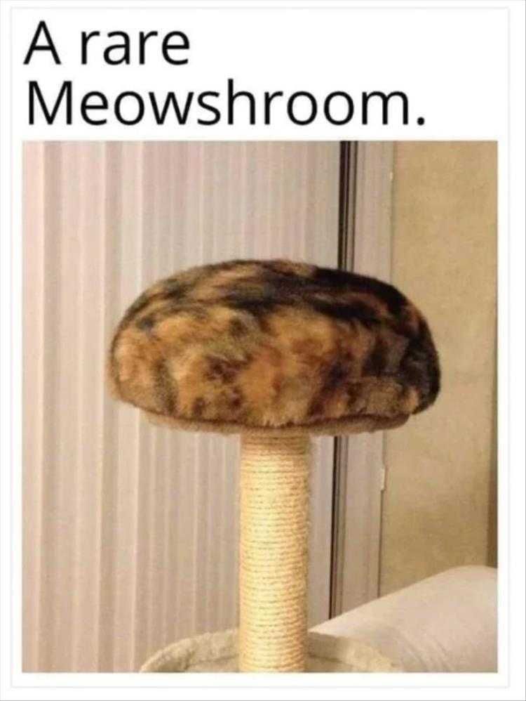 Cute Animal Memes Funny Nature Imitation