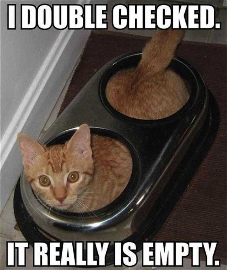 Cute Animal Memes Funny Checking It Twice