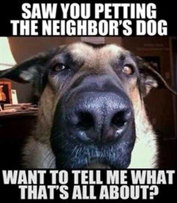 Cute Animal Memes Funny Pet Infidelity