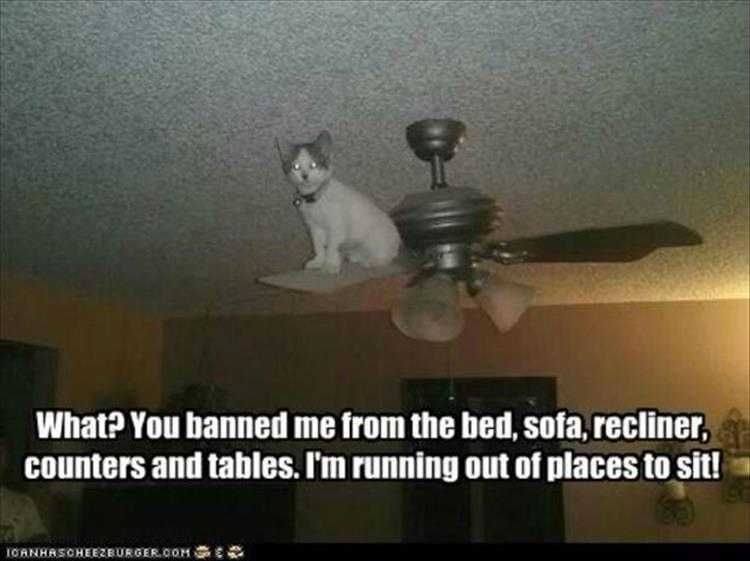 Running Out Of Options Cute Animal Memes Funny