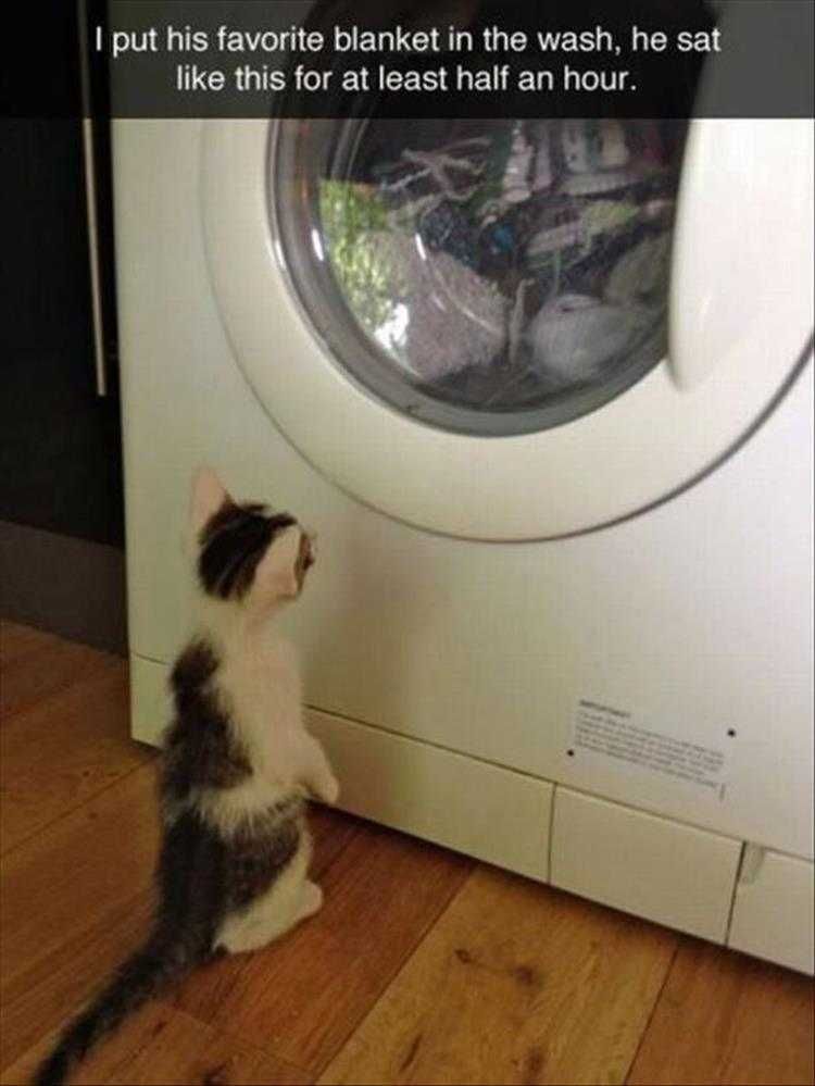 Cute Animal Memes Funny Cat Staring At Washing Machine