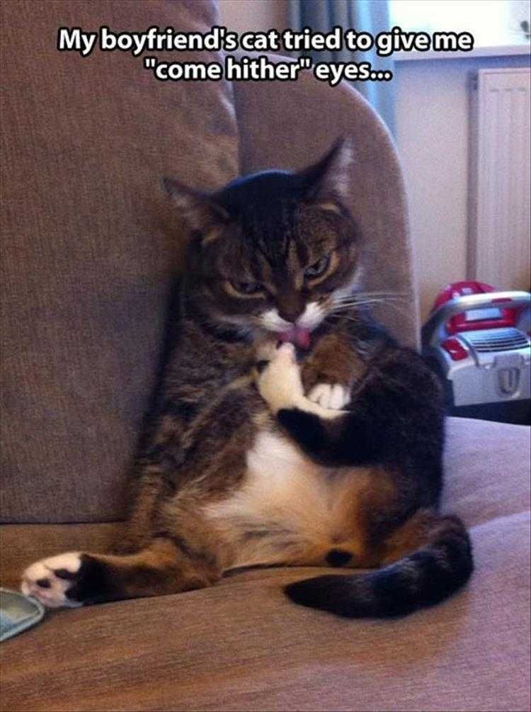 Cute Animal Memes Funny Come Hither