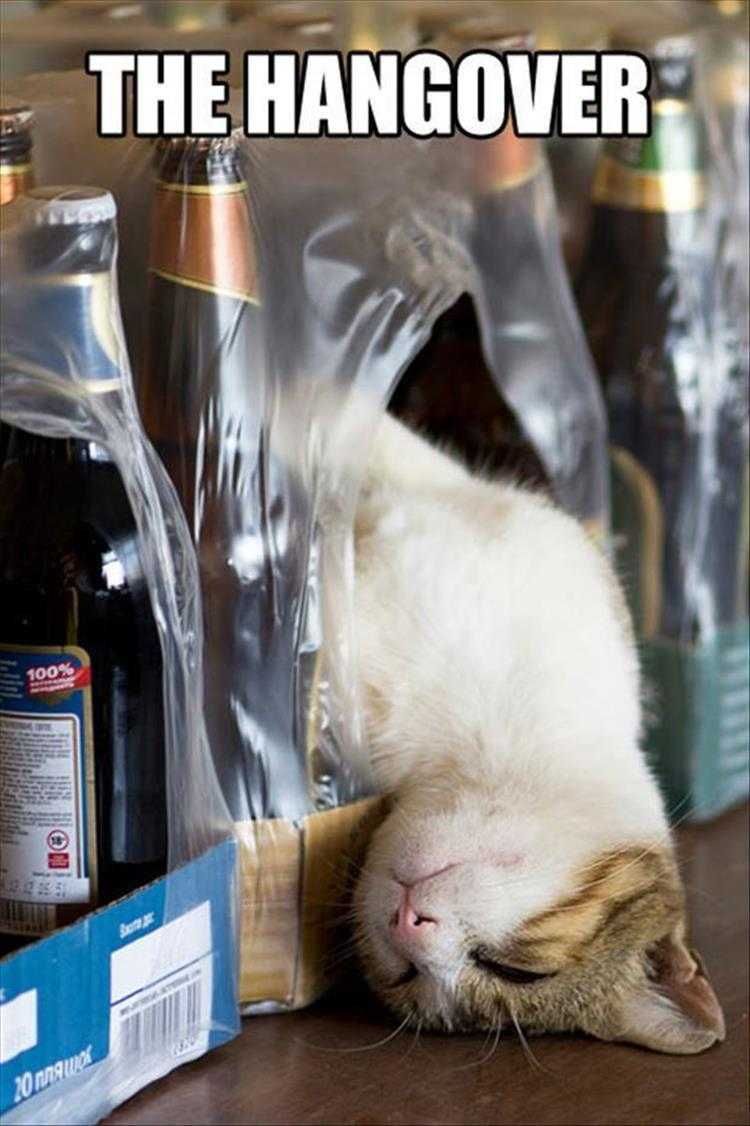 Cute Animal Memes Funny Hangover