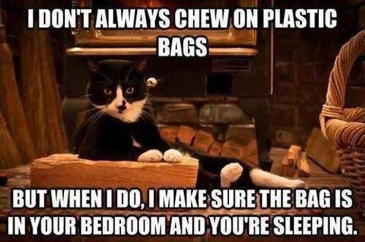 Cute Animal Memes Funny Locations