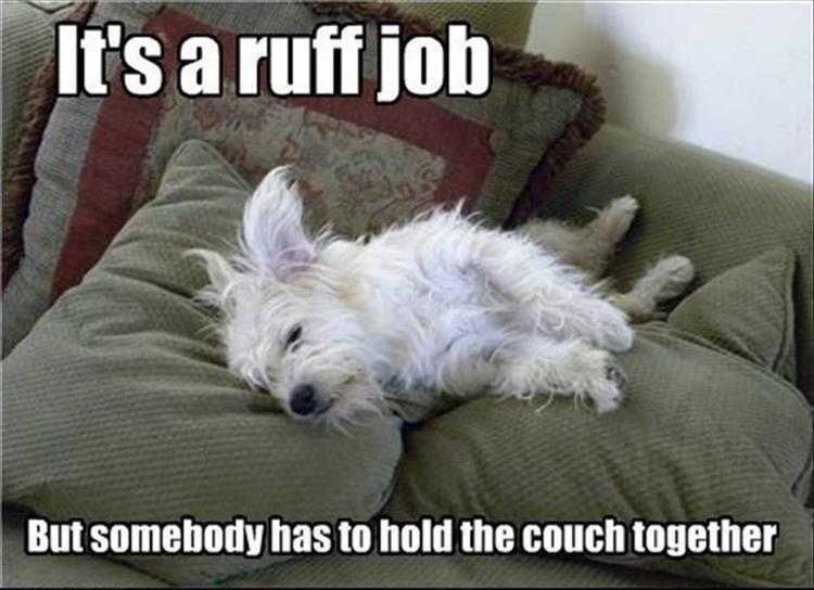 Cute Animal Meme Funny Ruff Job