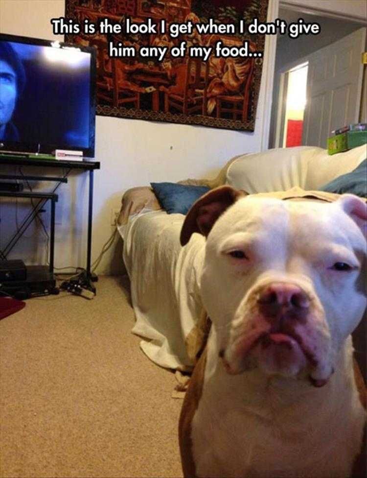 Cute Animal Not Amused