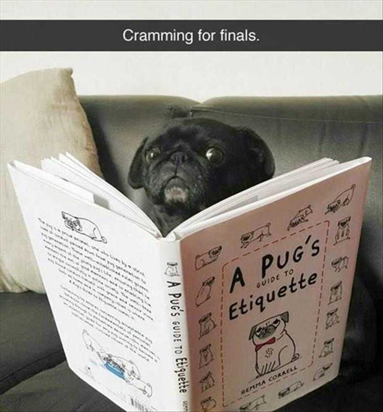 Cute Animal Memes Funny Cramming Meme