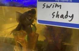 Funny Animal Memes Clean  Swim Shady