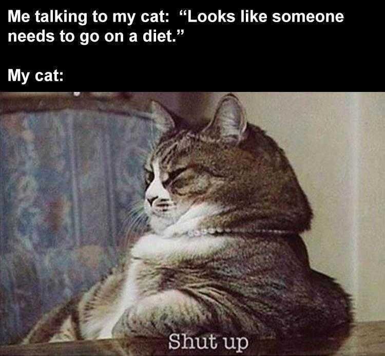 Funny Animal Memes Clean Fat Cat With Attitude