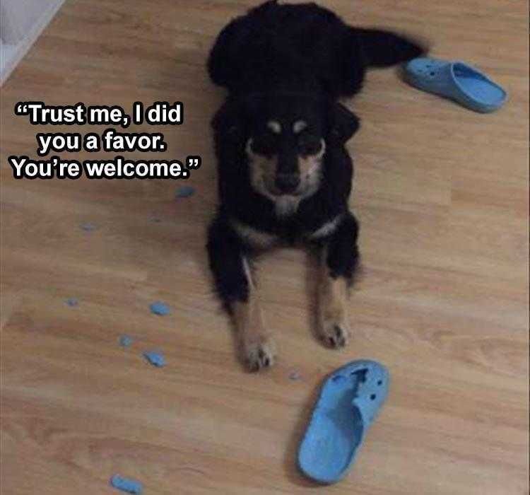 Funny Animal Memes Clean Dog Tears Apart Crocs