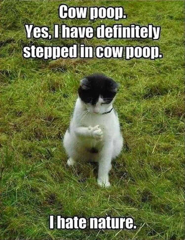 Funny Animal Memes Clean Cat Examining Paw For Poop