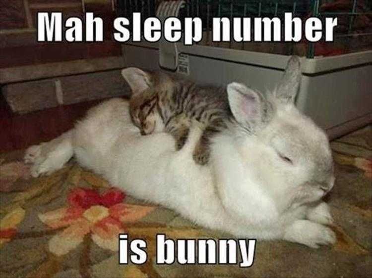 Funny Animal Memes Clean Cat Sleeping On Bunny