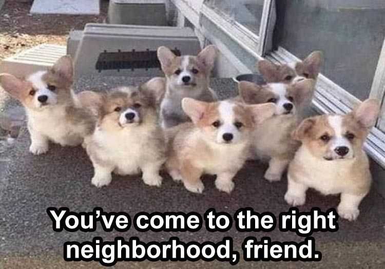 Top 28 Funny Animal Memes Of The Day 5Fb293D85Adcc