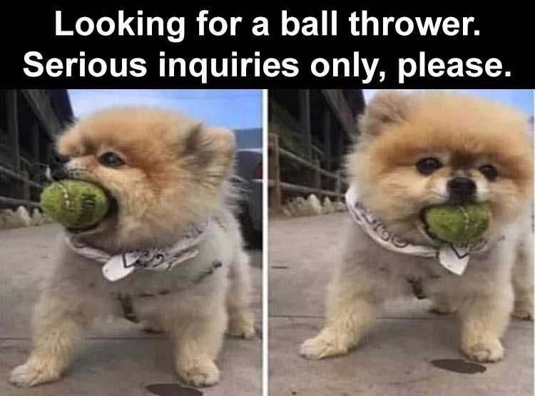 Top 28 Funny Animal Memes Of The Day 5Fb293D89E73D