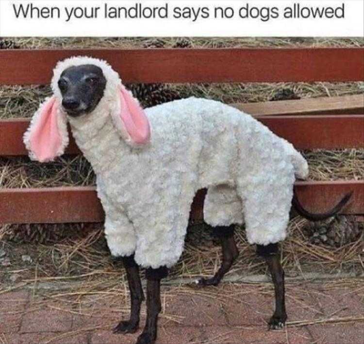 Top 28 Funny Animal Memes Of The Day 5Fb293D8E0905