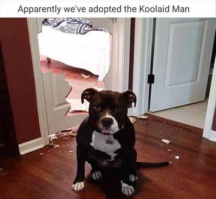 Top 28 Funny Animal Memes Of The Day 5Fb293D9Ebeb2