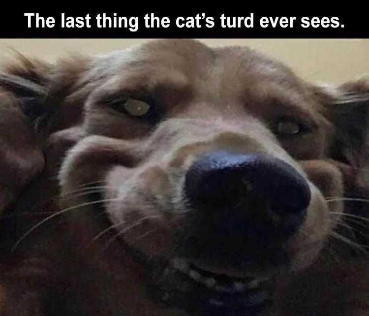 Top 28 Funny Animal Memes Of The Day 5Fb293Da6363D