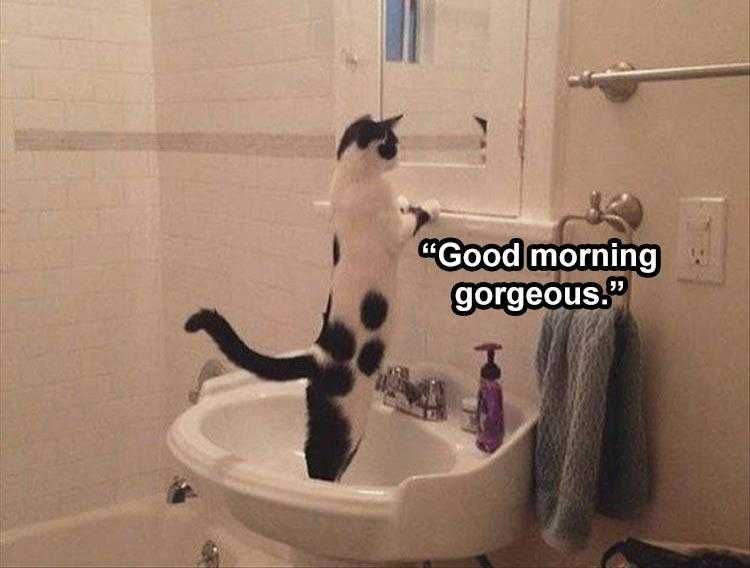 Top 28 Funny Animal Memes Of The Day 5Fb293Dc053Ad