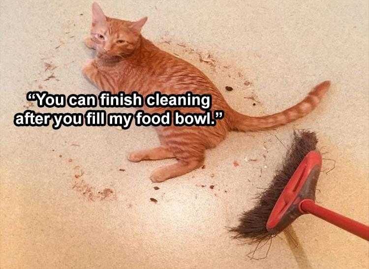 Top 28 Funny Animal Memes Of The Day 5Fb293Dc4D959