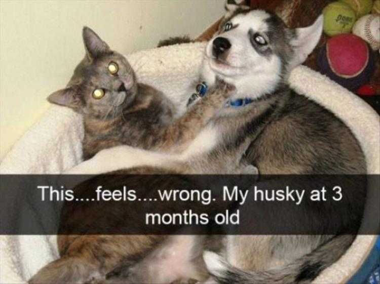 Top 28 Funny Animal Memes Of The Day 5Fb293Dce3450