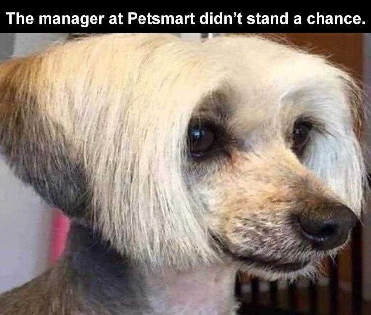 Top 28 Funny Animal Memes Of The Day 5Fb293Dd35Ec1