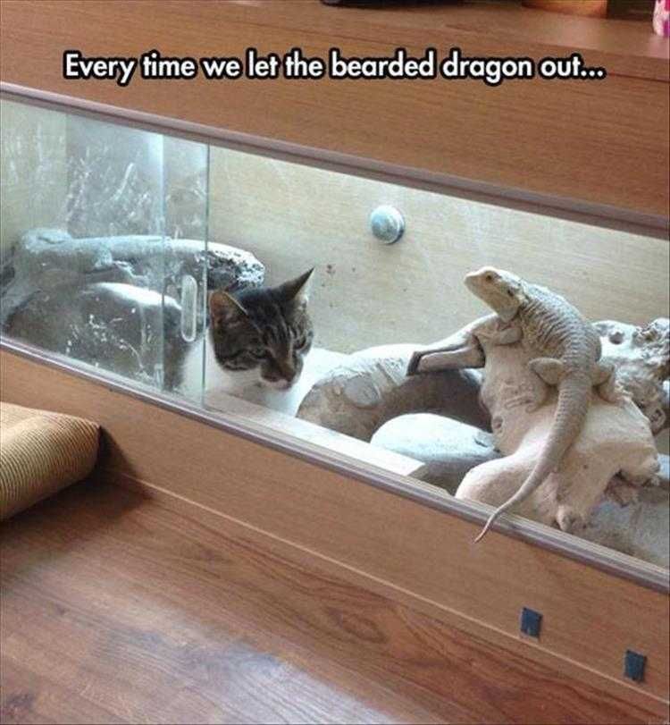 Top 28 Funny Animal Memes Of The Day 5Fb293E107339