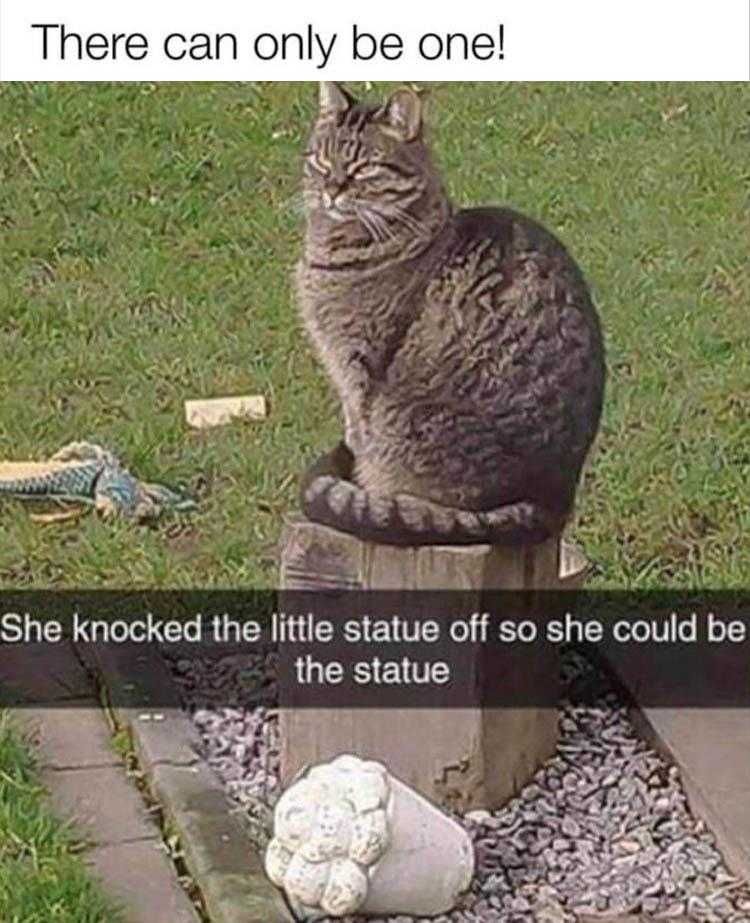 Top 28 Funny Animal Memes Of The Day 5Fb293E1Bf48C