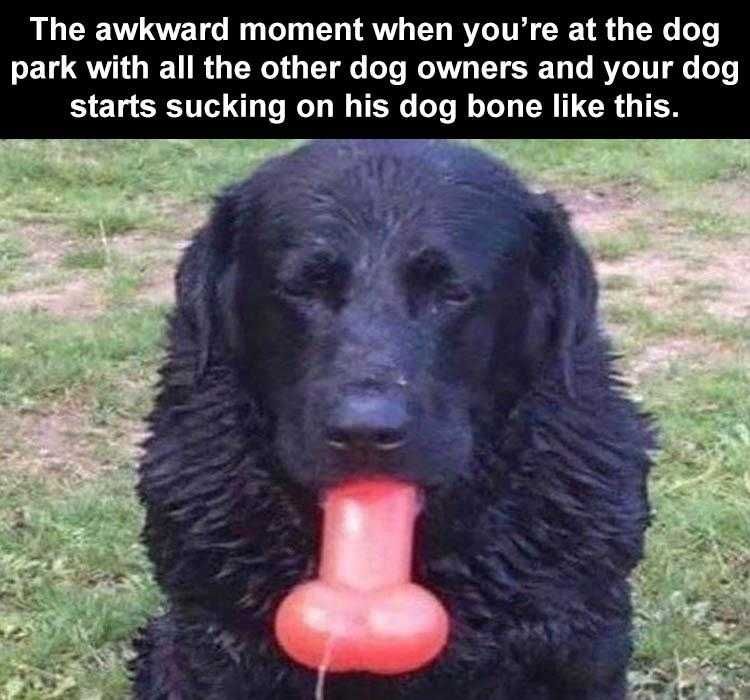 Top 28 Funny Animal Memes Of The Day 5Fb293E230D96
