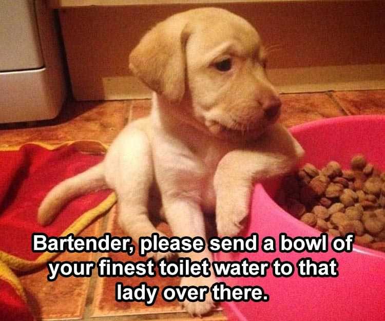 Funny Animal Caption  Suave