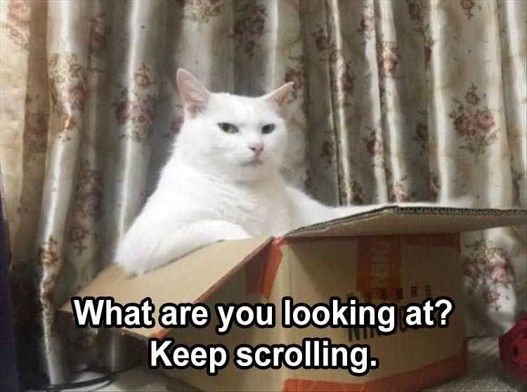 Funny Animal Caption  Cat In A Box