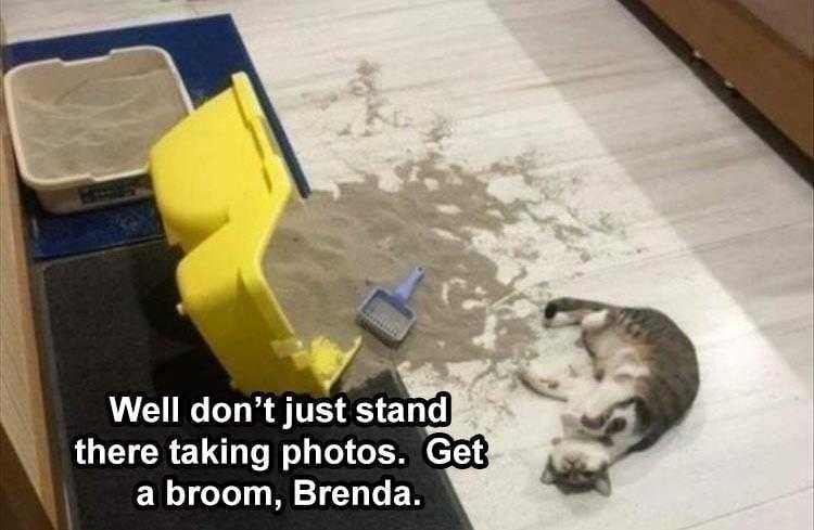 Funny Animal Caption  Kitty Littered
