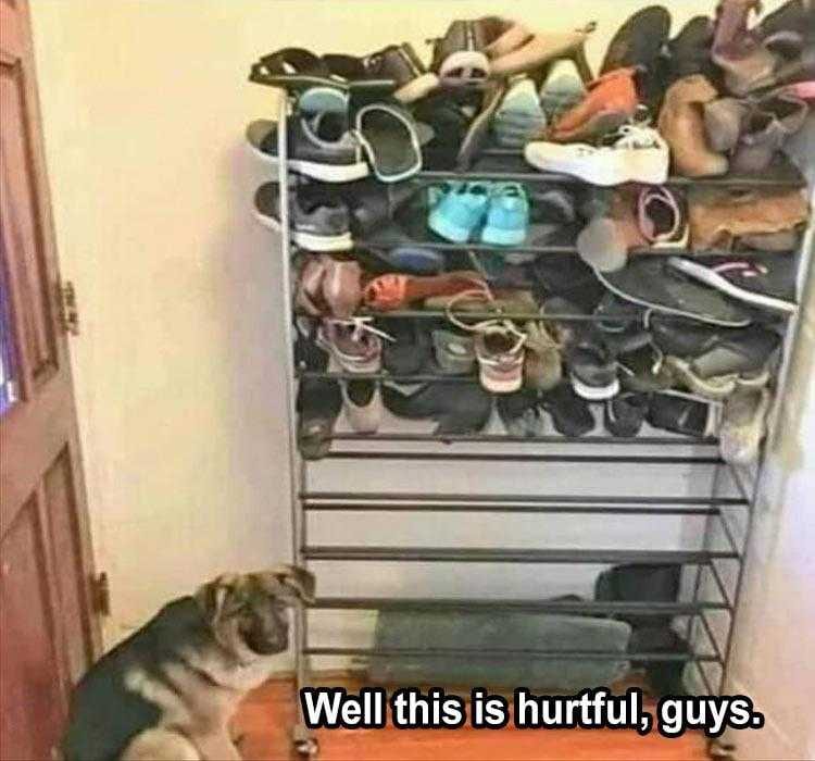 Funny Animal Captions  Shoo In