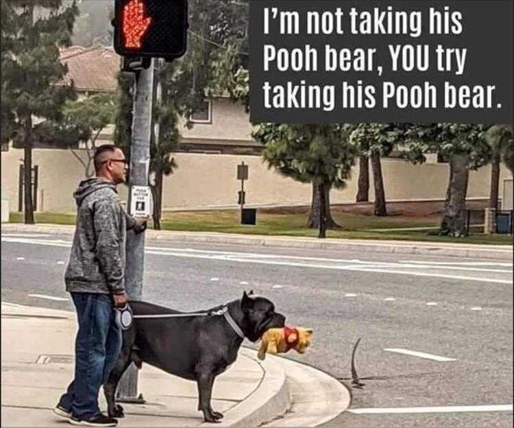 Cute Animal Captions  Pooh