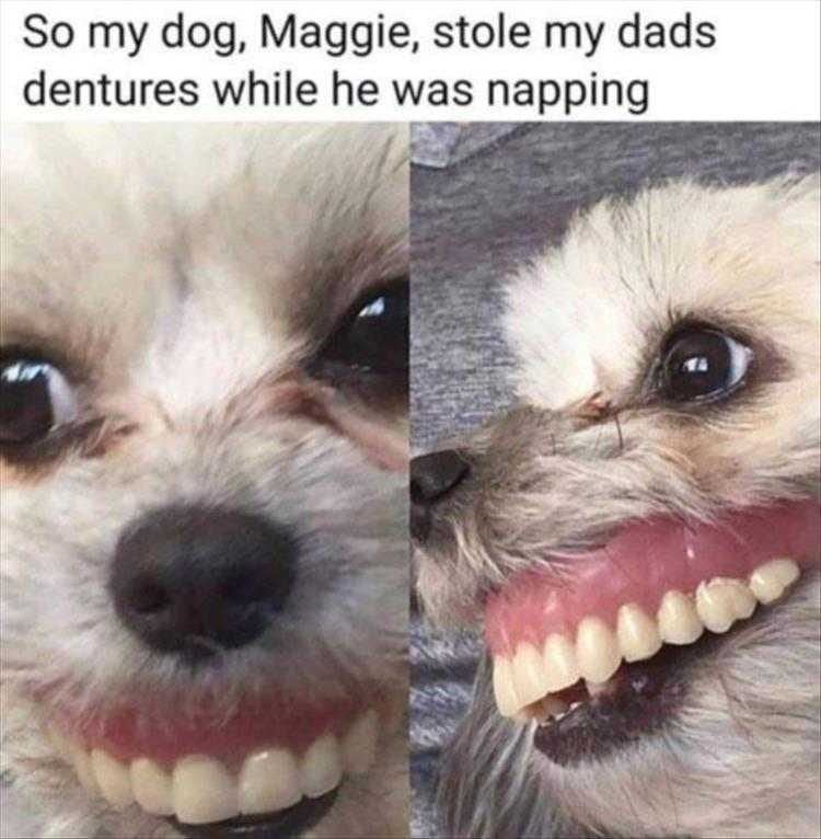 Cute Animal Captions  Dog And Dentures