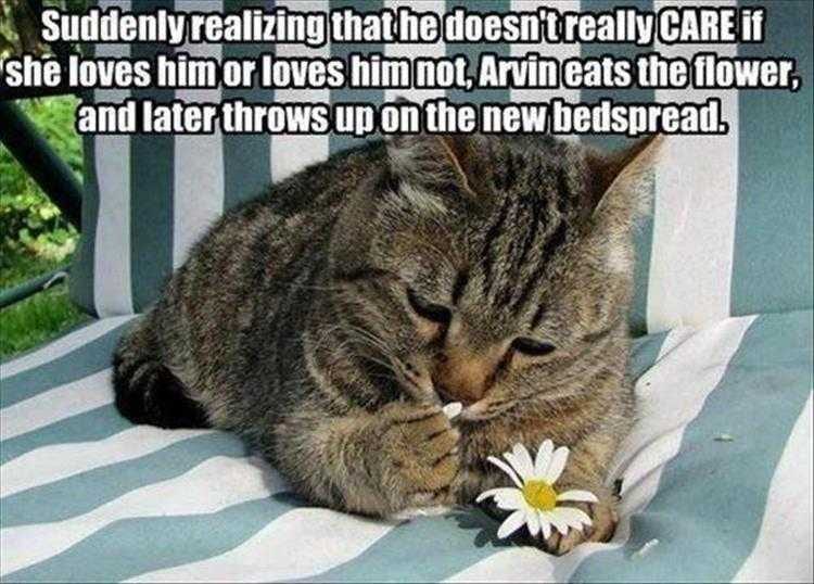 Cute Animal Captions  He Loves Me He Loves Me Not
