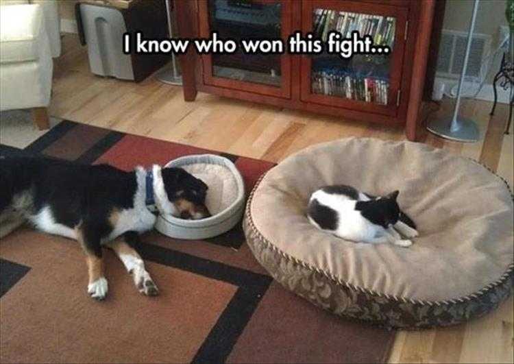 Cute Animal Caption  Space Is Overrated
