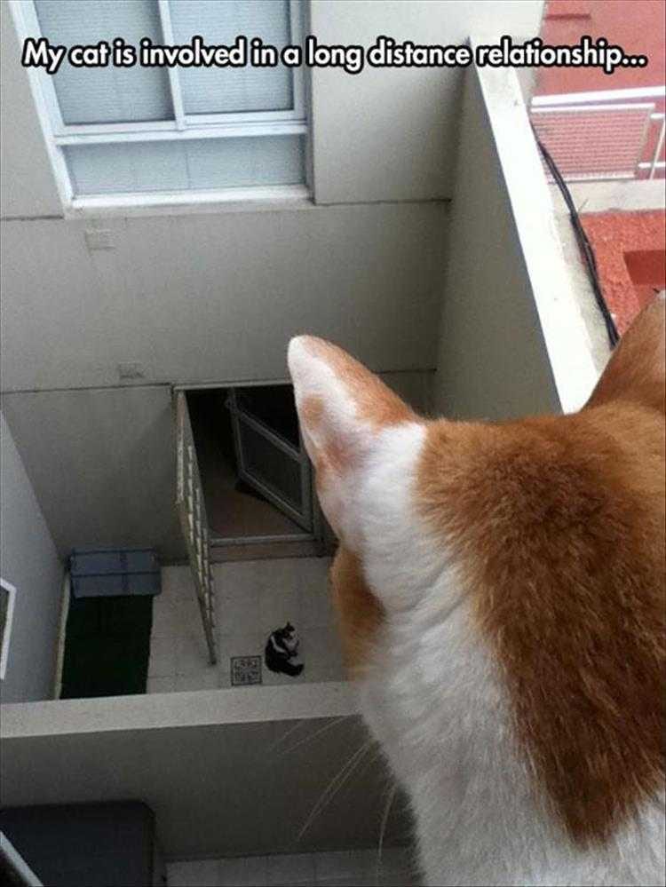 Cute Animal Captions  Long Distance Cats