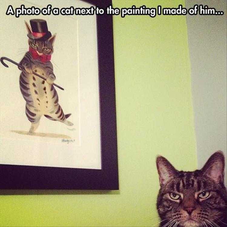 Cute Animal Caption  Cat Not Amused