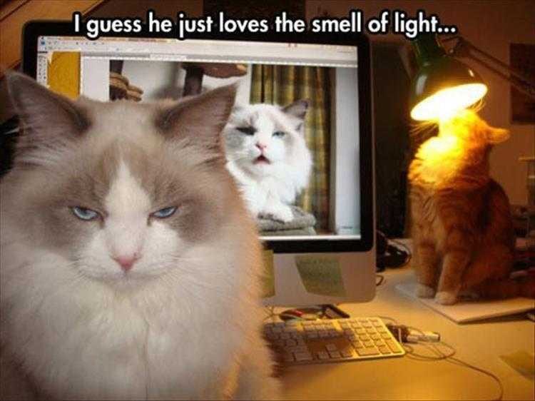 Cute Animal Captions  Light Smells So Beautiful