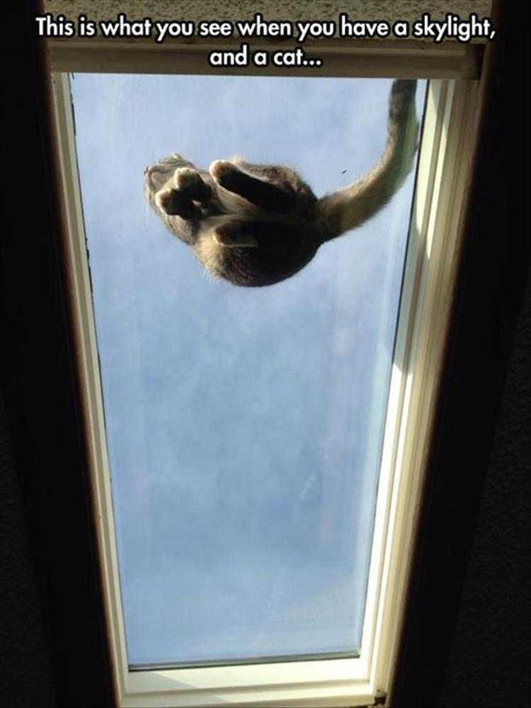Cute Animal Captions  Anus From Heaven