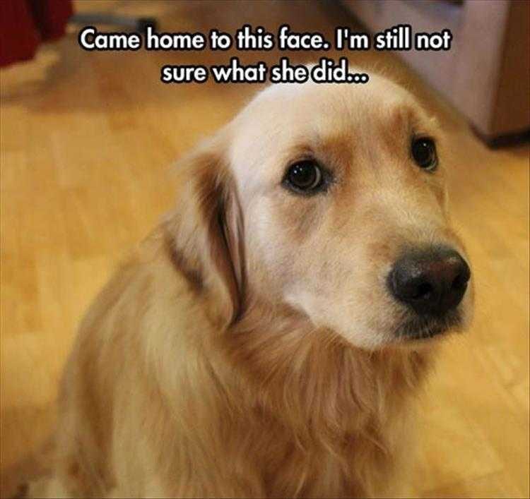 Hilarious Animal Captions  Guilty
