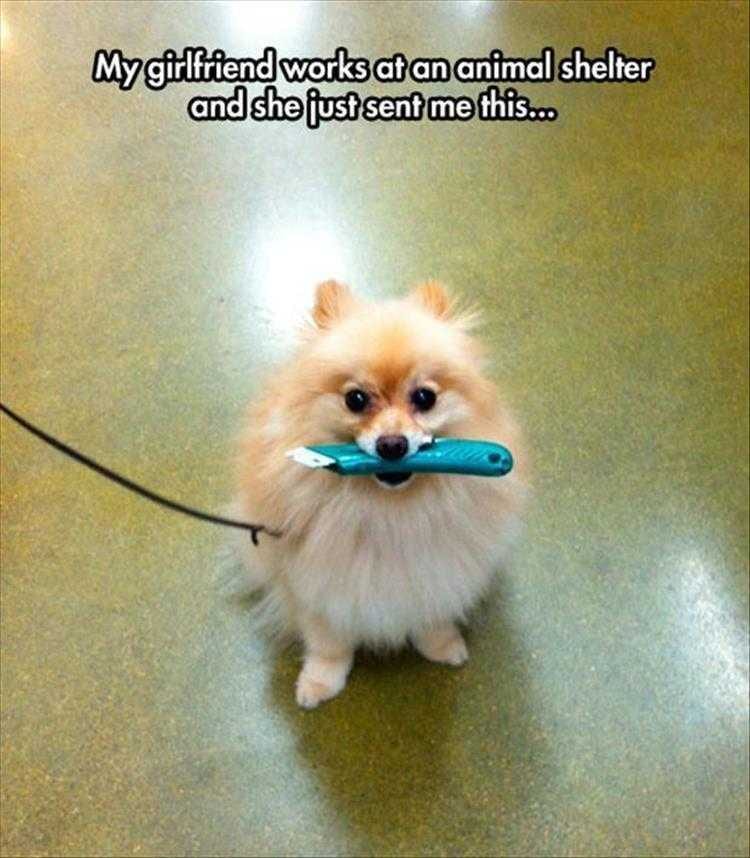 Hilarious Animal Captions  Macgyver Of Dogs