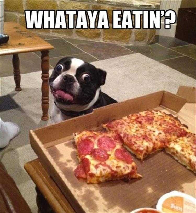 Hilarious Animal Captions  I Want Some Too