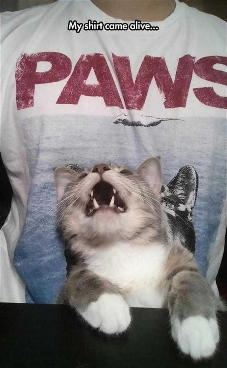 Hilarious Animal Captions  Paws.