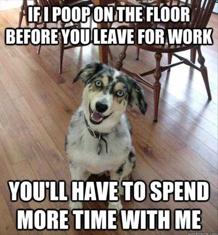 Hilarious Animal Caption  Quality Time