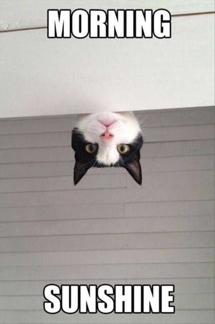 Hilarious Animal Captions  Feed Me